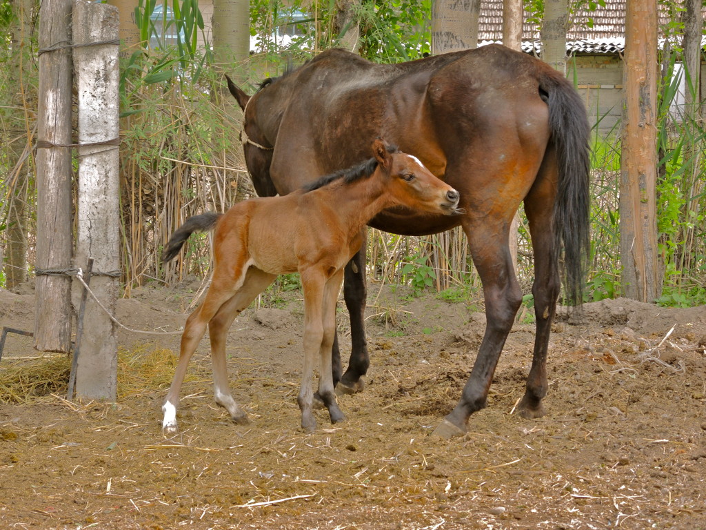 Horses in village life of Kyrgyzstan