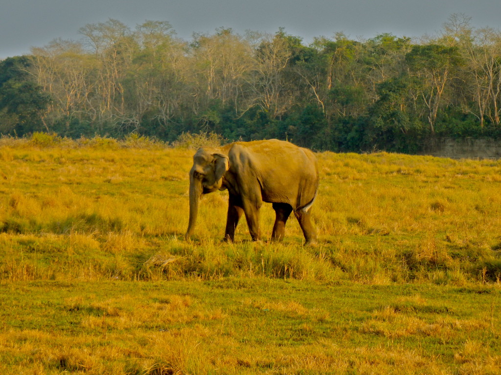 Wildlife of Chitwan national park in nepal where to visit in nepal what animals can you see in chitwan jungle