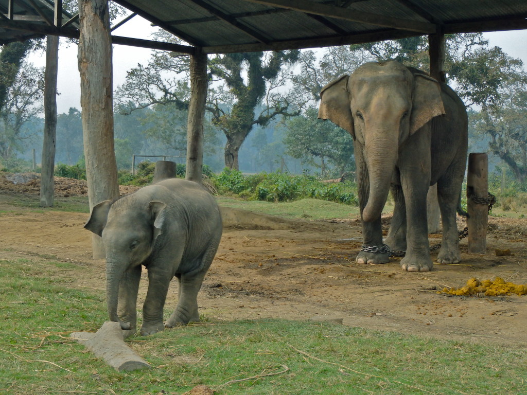 going on safari in nepal chitwan travel blog for solo female travellers travel in nepal places to go in nepal