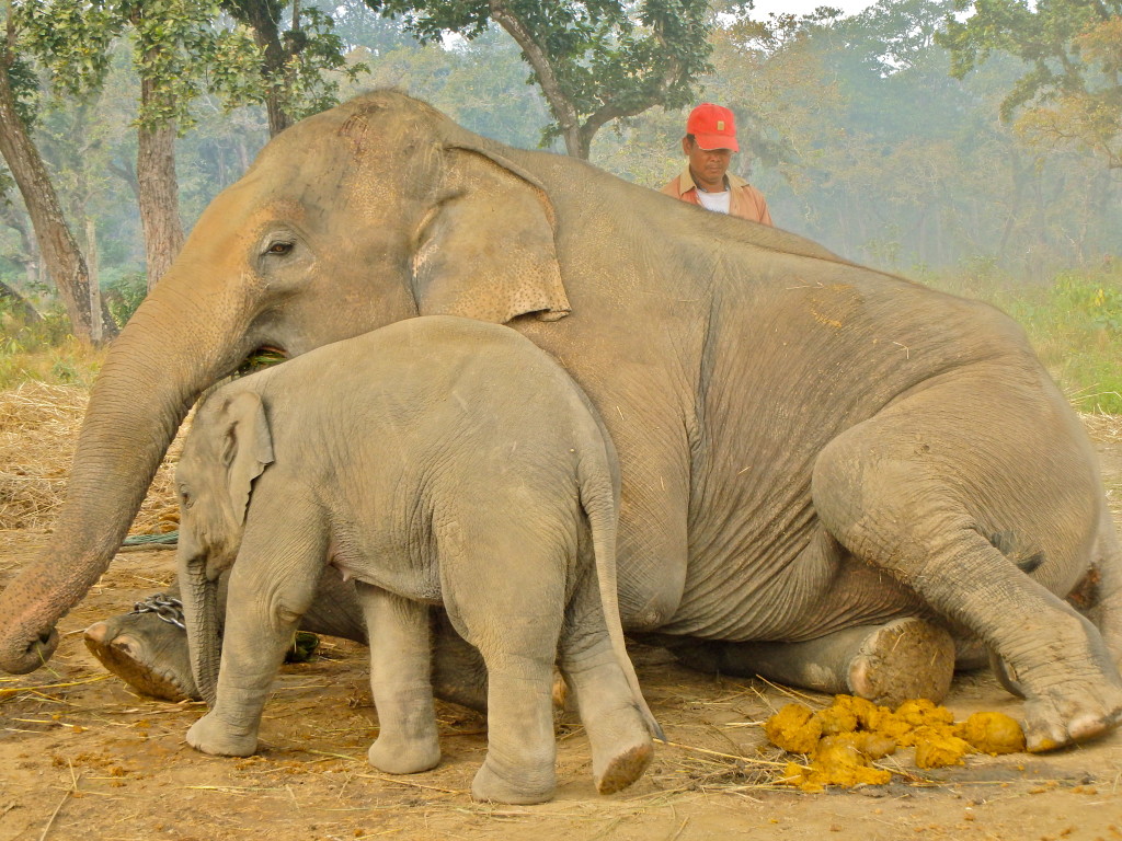 chitwan national jungle park in nepal where to go in chitwan nepal best experiences while travelling in nepal