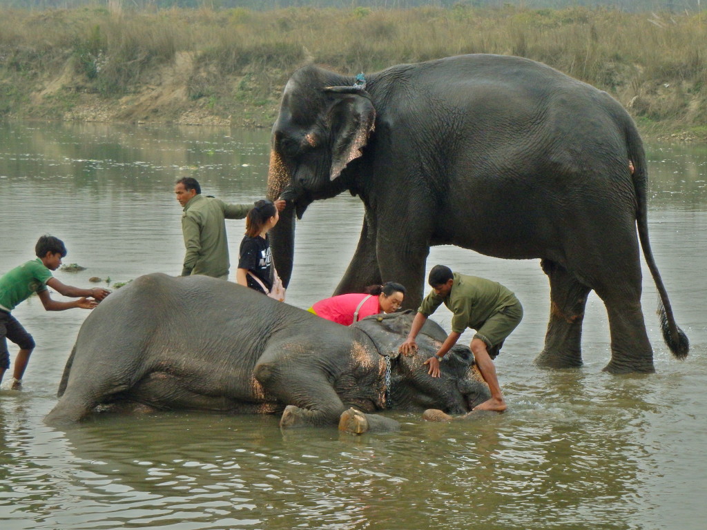 best experiences in nepal where can I see elephants in nepal best places to see wildlife in nepal