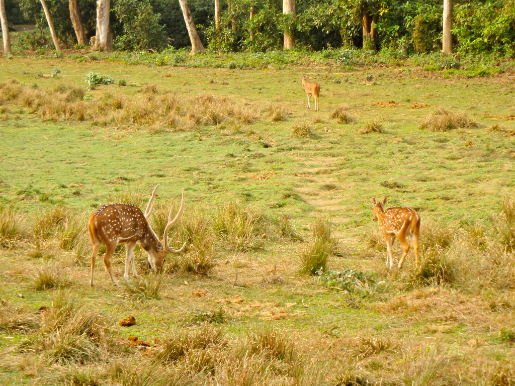 Chitwan deer what to see during a safai in chitwan nepal national parks