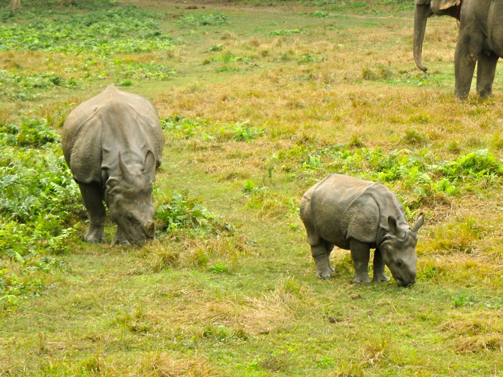 Rhinos in Chitwan jungle in nepal what animals to see in chitwan best travel experiences in nepal