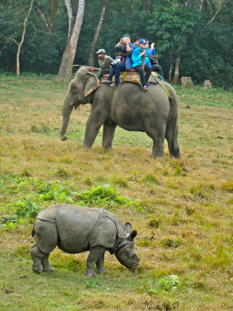 Chitwan Rhinos on elephant safari in nepal top travel experiences in nepal where to visit in nepal best travel blogs from nepal