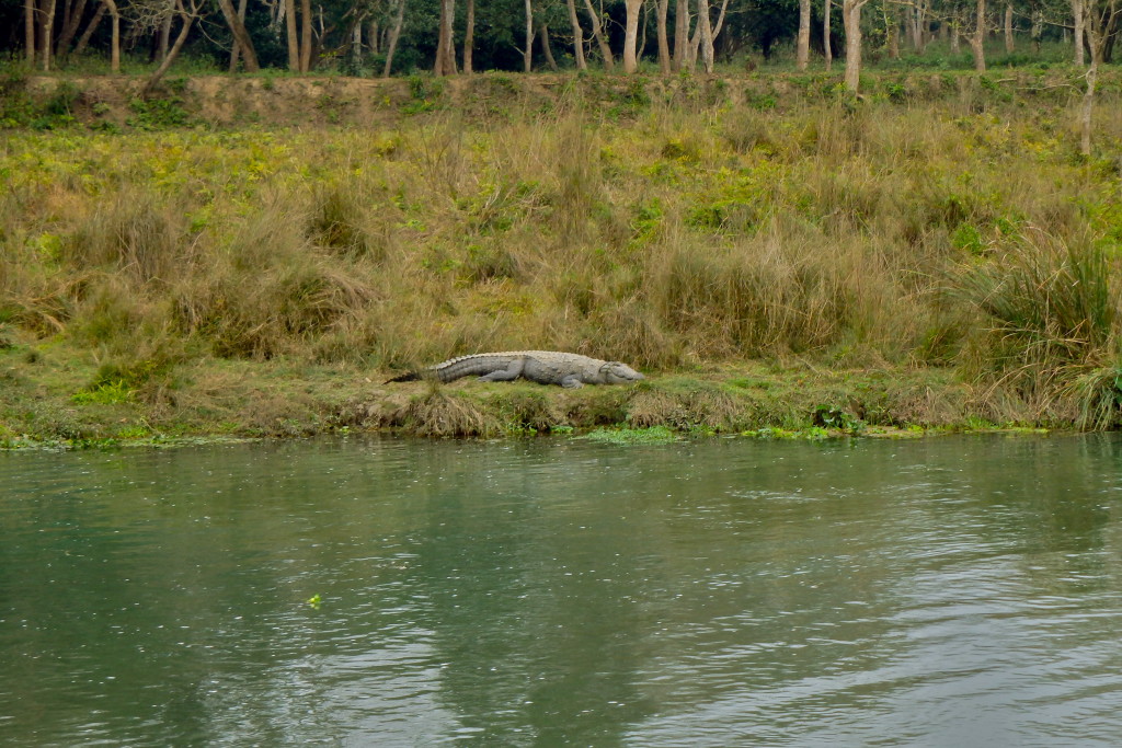 crocodiles in chitwan nepal places to visit in chitwan nepal travel blog for solo women