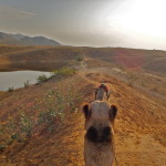 Riding camels in India can be done in the small town of Pushkar. Riding a camel into the desert of India is unforgettable, for many reasons.
