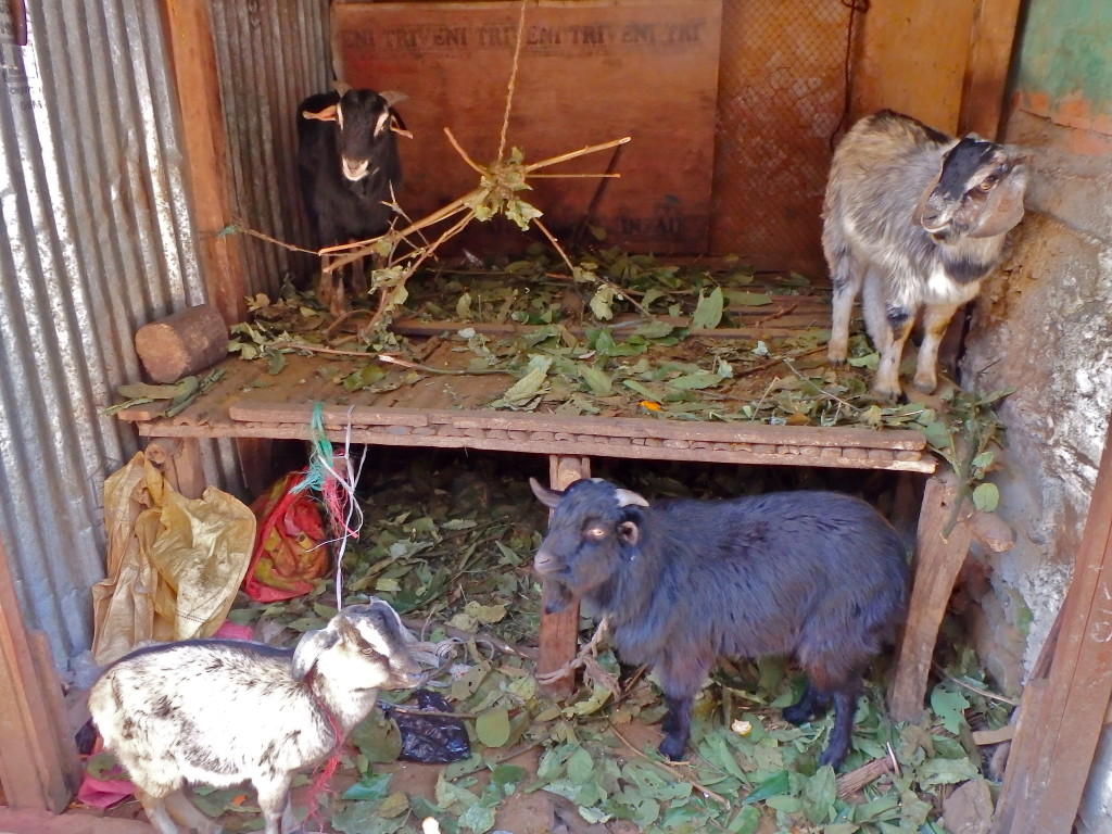 Manakamana devi temple in Nepal cool places to visit in nepal where to go in nepal as a solo female