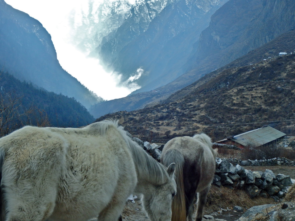 Langtang Valley Trek, Nepal trekking in nepal where to hike in nepal best trails to hike in nepal for beginners nepal travel guide