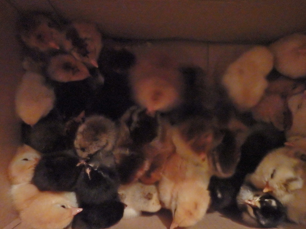 village in kyrgyzstan