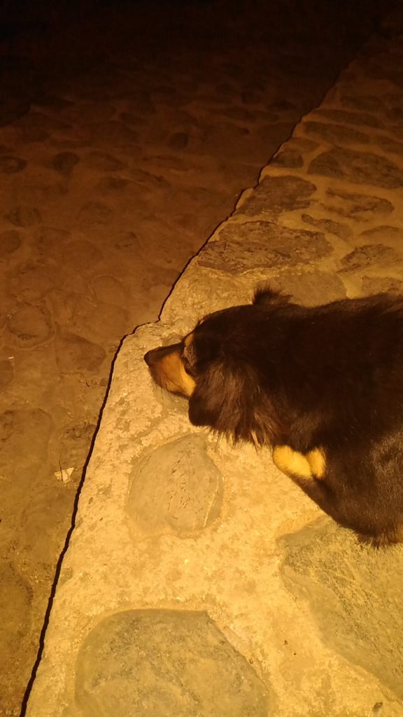 My stray friend in Trinidad cuba top sites in trinidad Cuba UNESCO sites travel blog