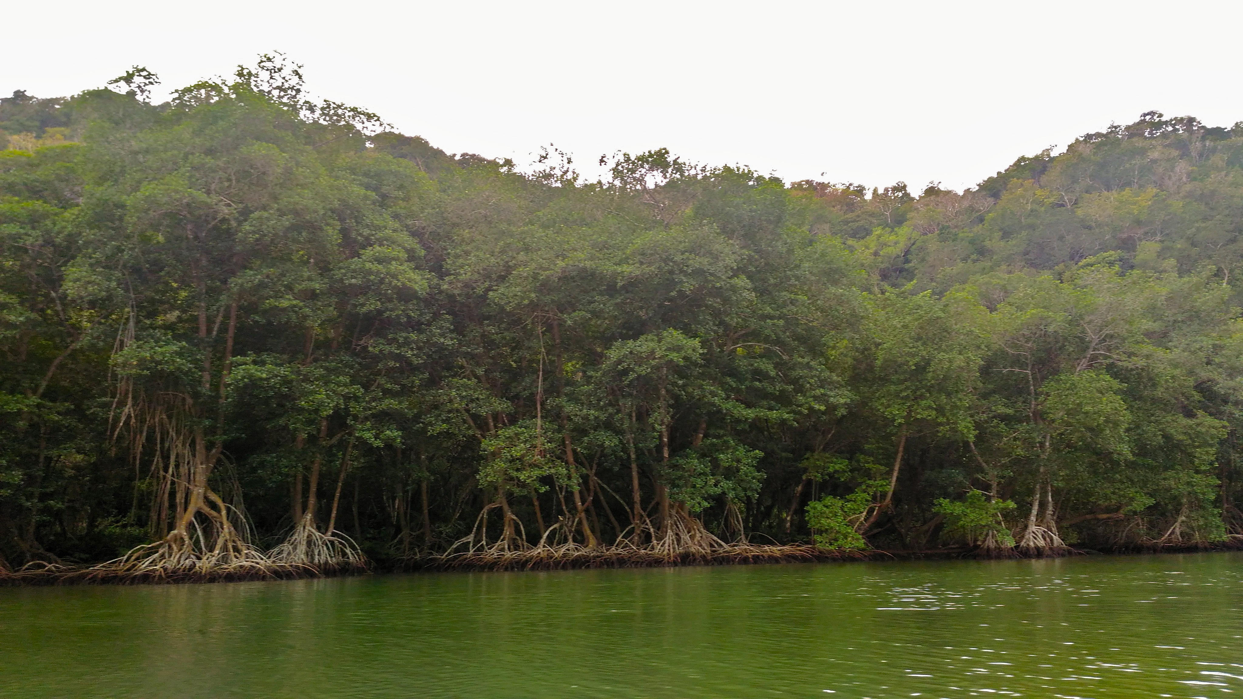 Mangroves along the Rio Canimar nature boat ride activities near varadero top things to do near varadero