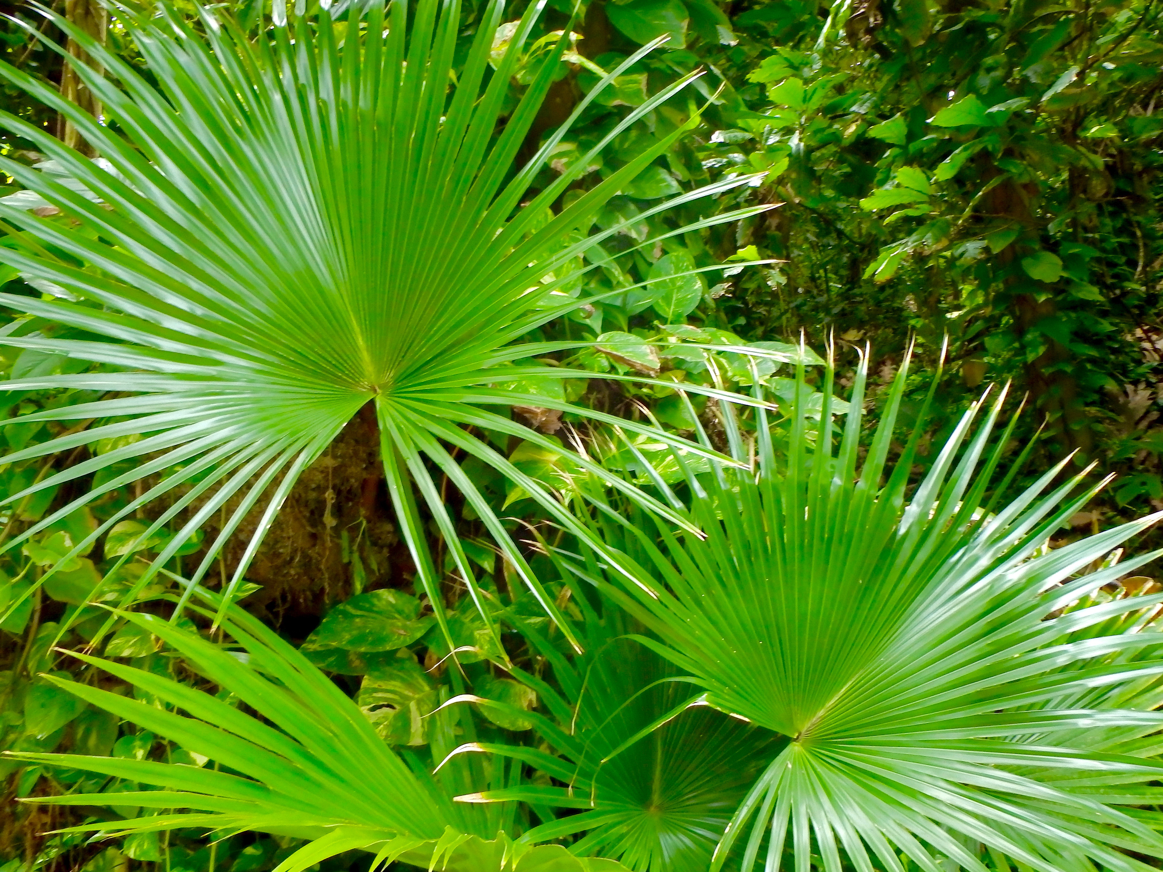 nature attractions botanical gardens in st. lucia