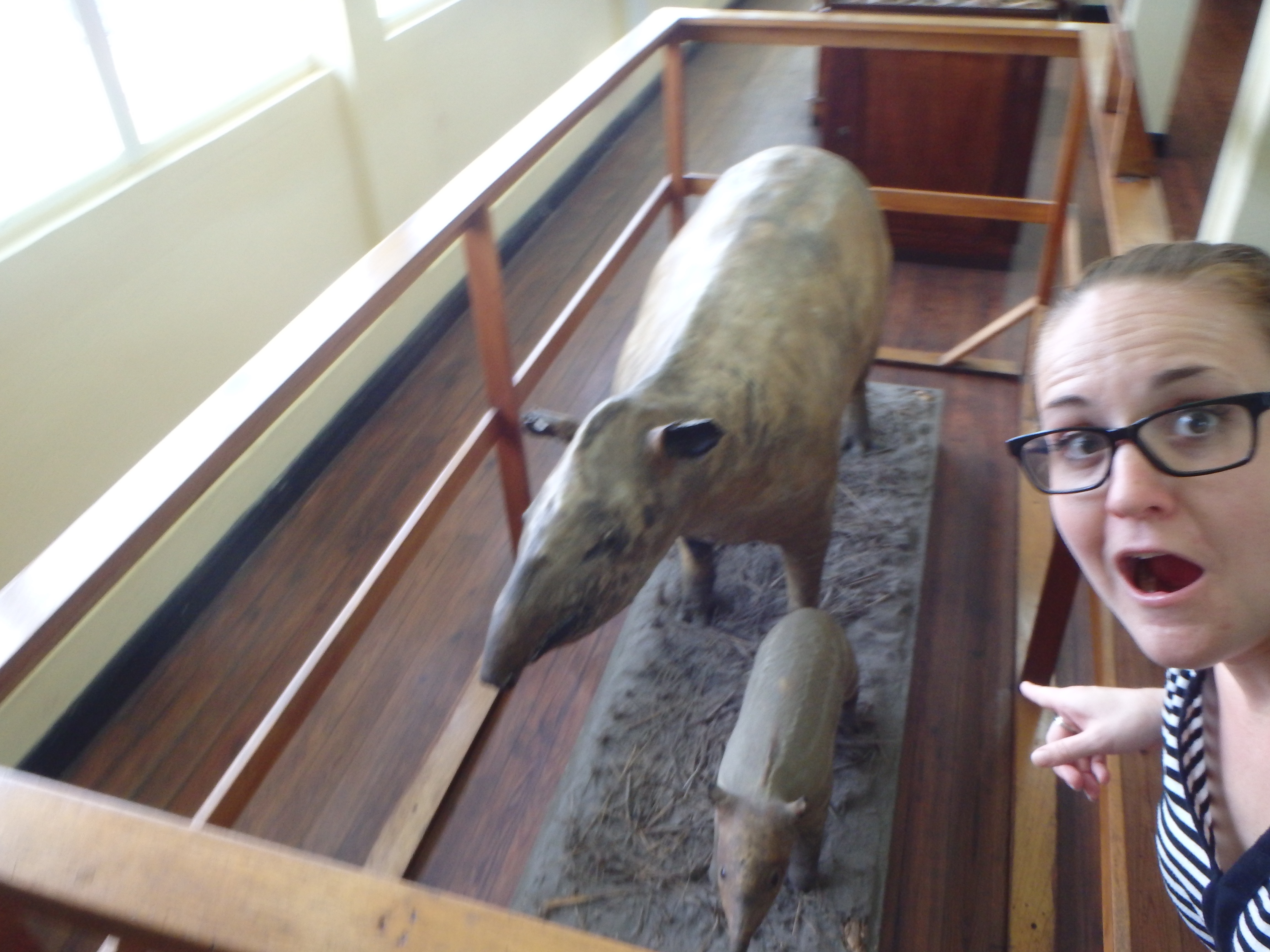 animals of guyana guyana culture and history travel blog