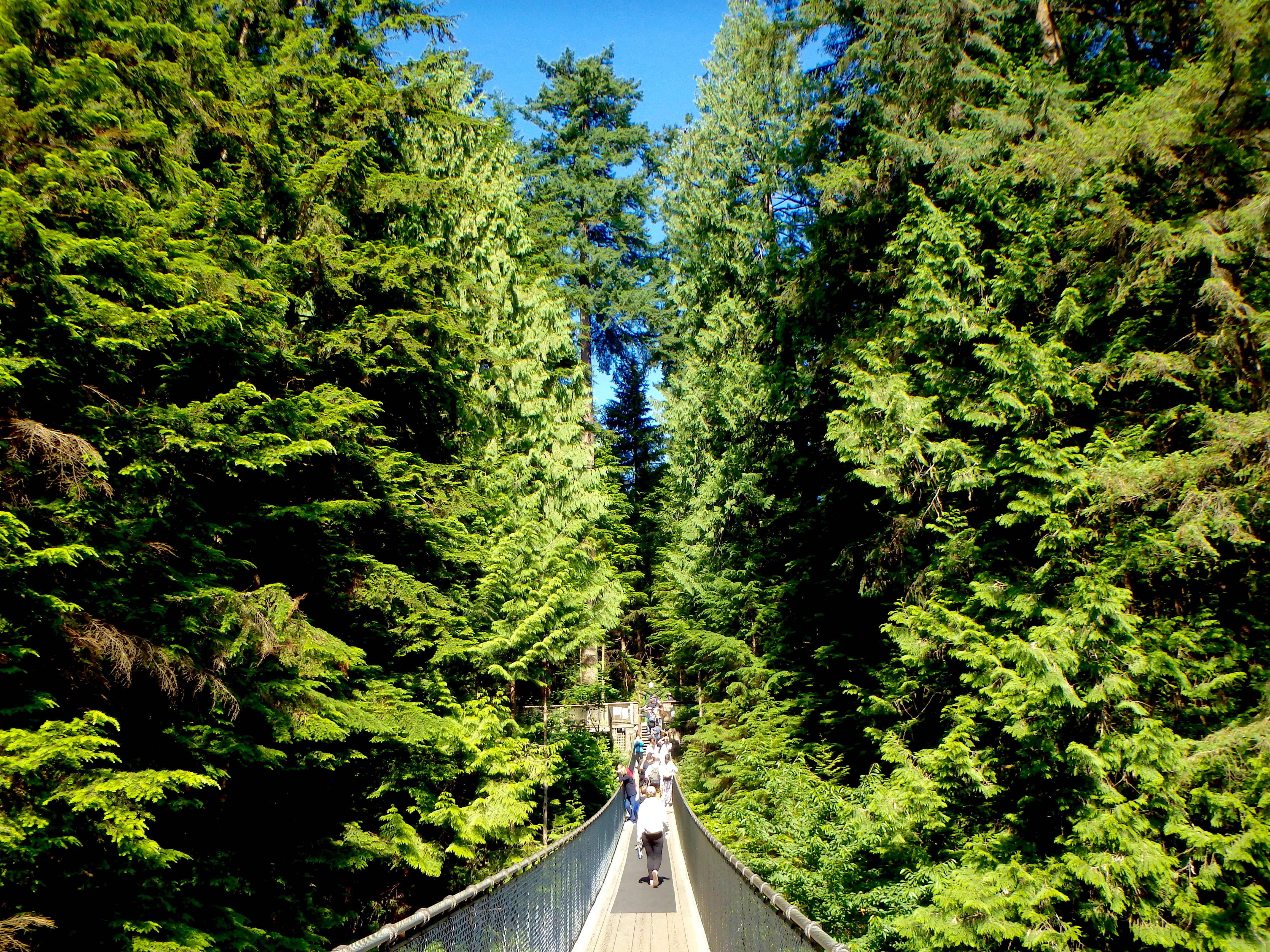 A Visit to Capilano Suspension Bridge Park Vancouver's Most Popular